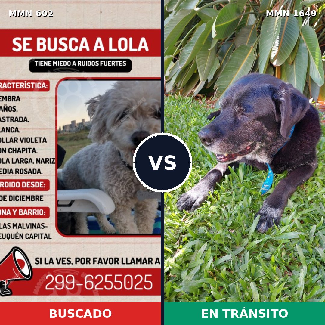 Comparativa MMS 34929: mascota perdida y mascota encontrada, 22% de similitud