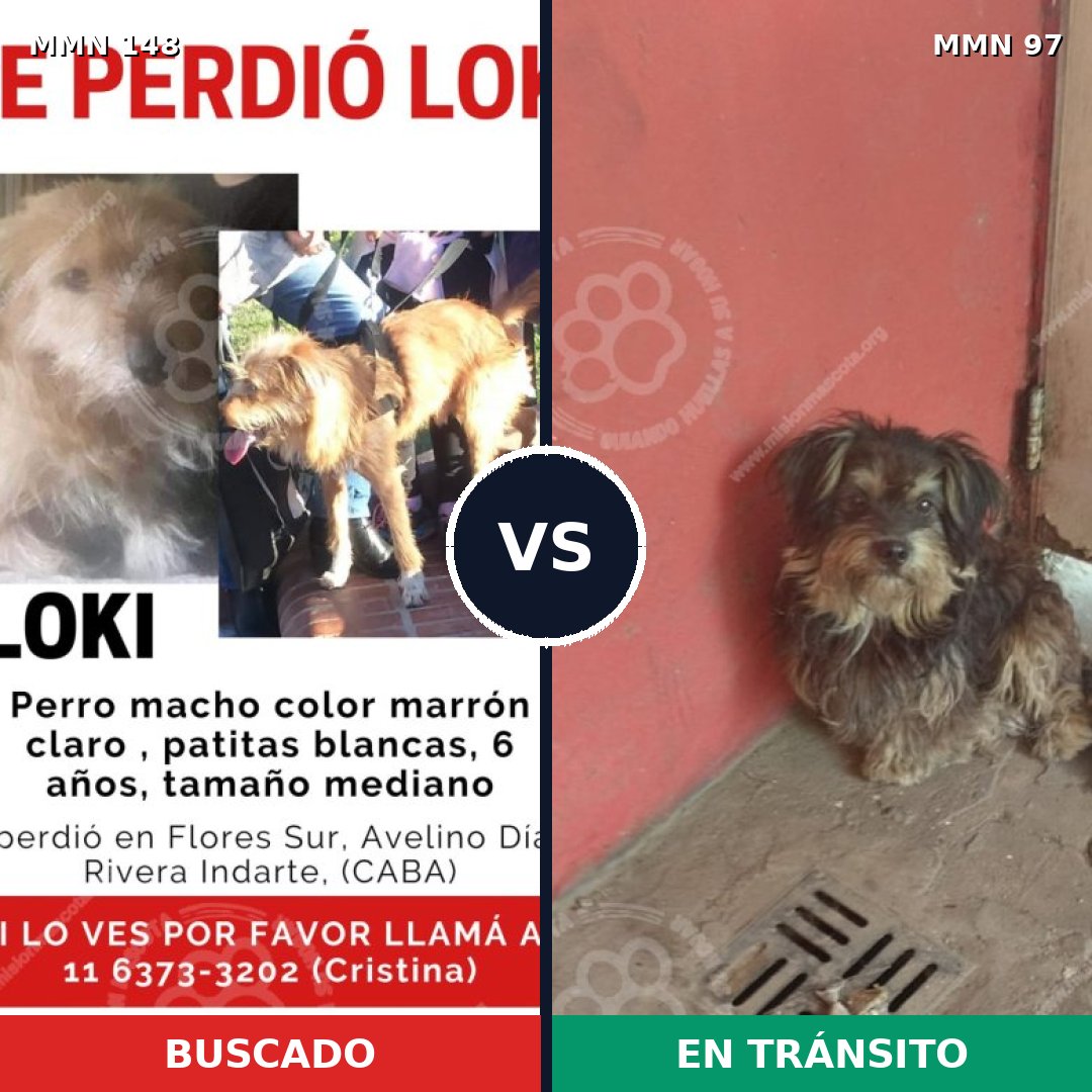 Comparativa MMS 3493: mascota perdida y mascota encontrada, 30% de similitud