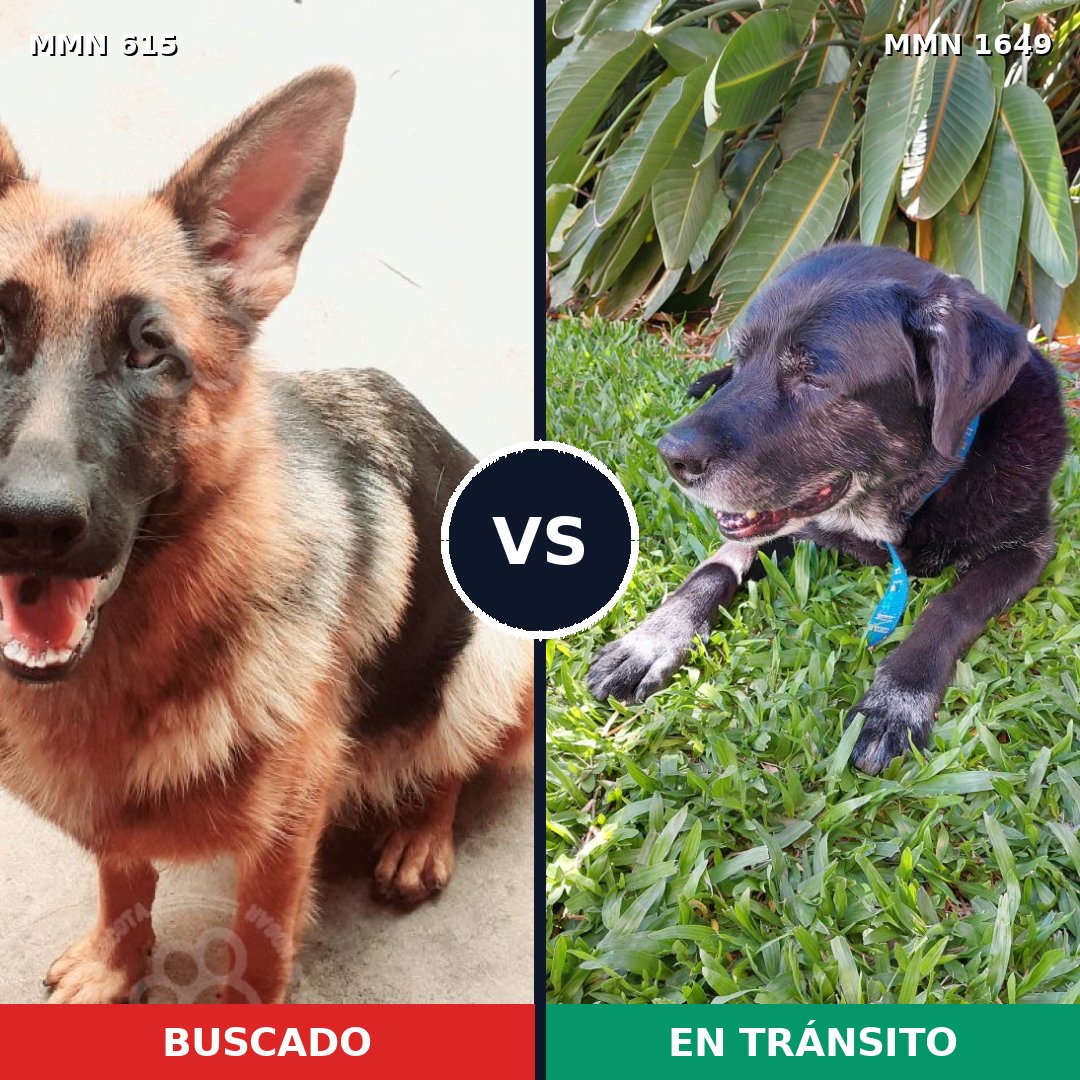 Comparativa MMS 34931: mascota perdida y mascota encontrada, 47% de similitud