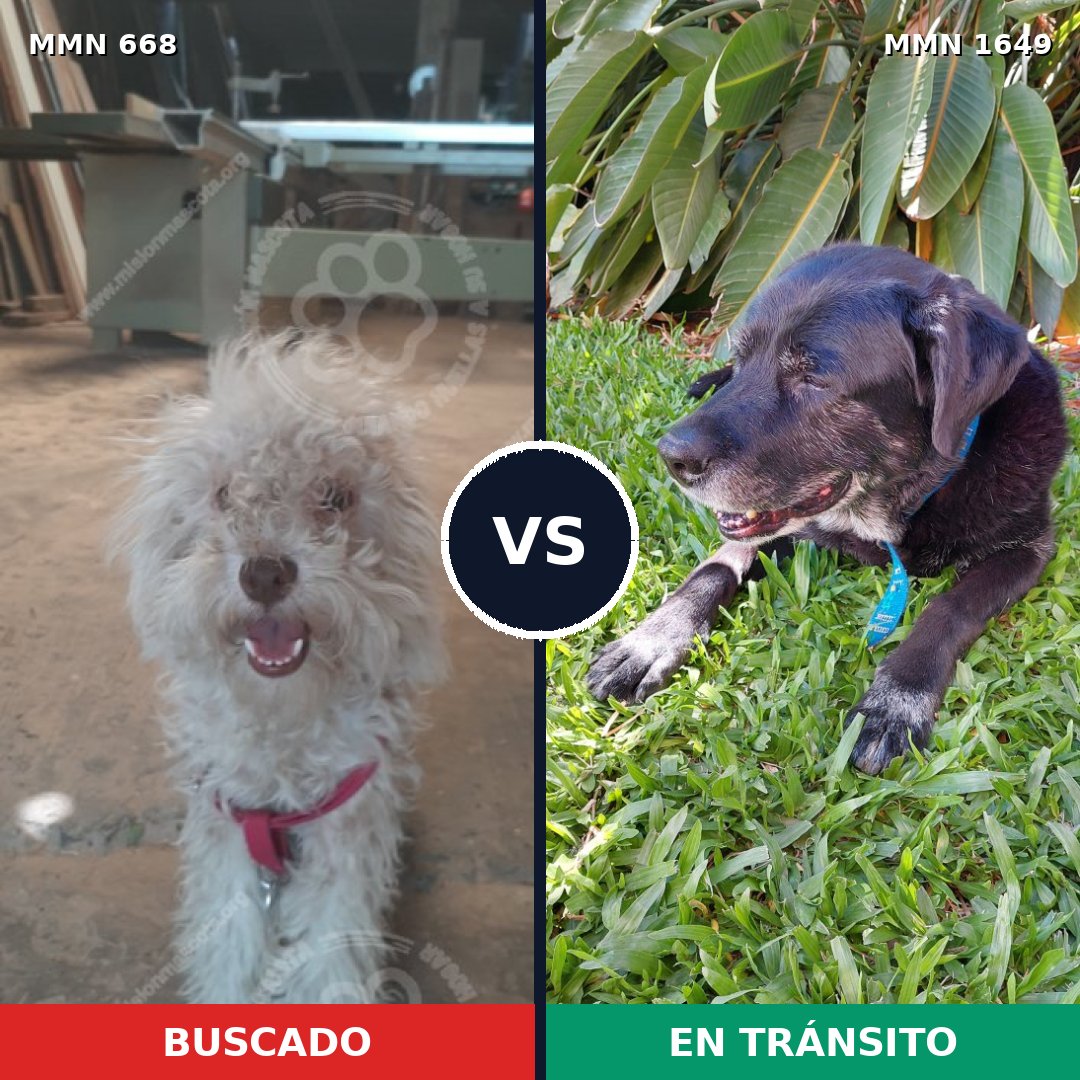 Comparativa MMS 34934: mascota perdida y mascota encontrada, 37% de similitud