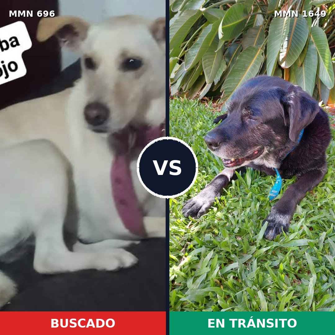 Comparativa MMS 34935: mascota perdida y mascota encontrada, 44% de similitud