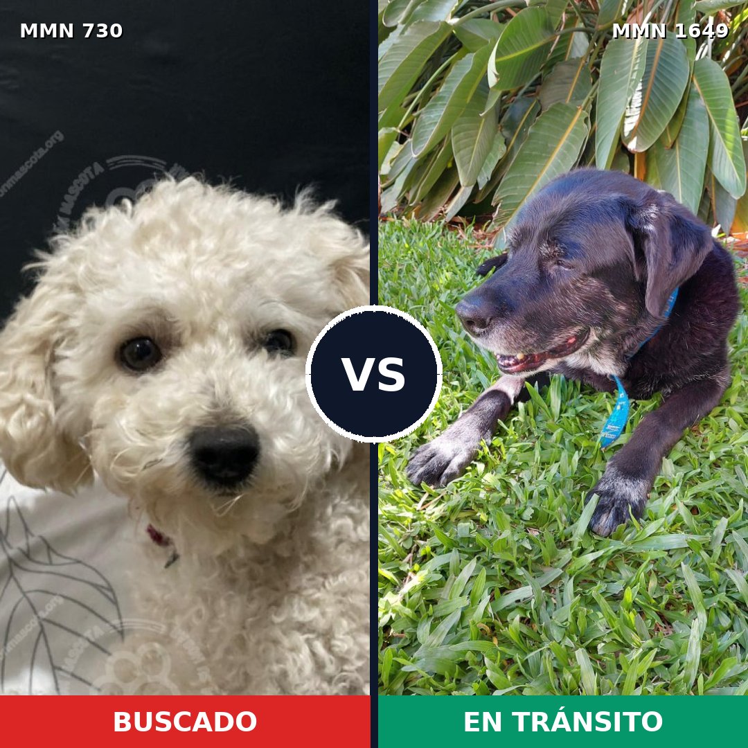 Comparativa MMS 34938: mascota perdida y mascota encontrada, 28% de similitud