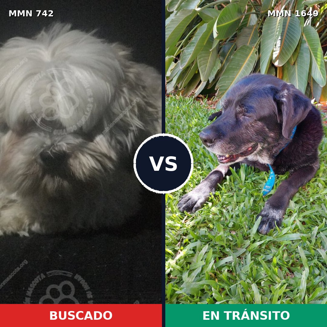 Comparativa MMS 34939: mascota perdida y mascota encontrada, 25% de similitud