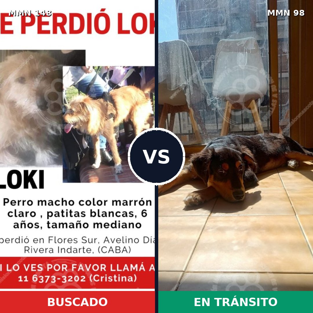 Comparativa MMS 3494: mascota perdida y mascota encontrada, 47% de similitud