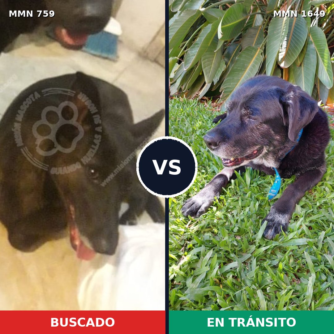 Comparativa MMS 34940: mascota perdida y mascota encontrada, 48% de similitud