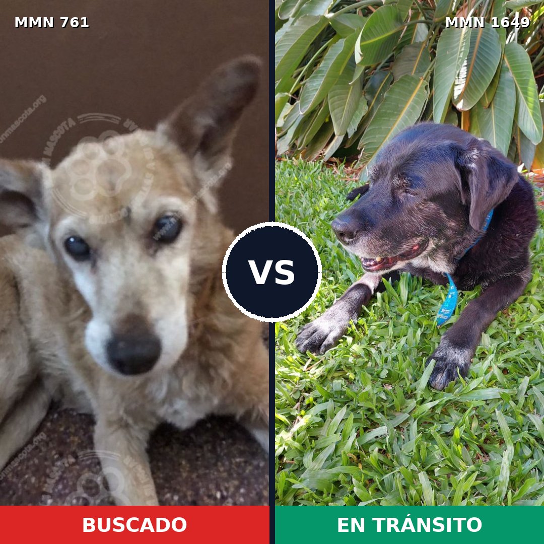 Comparativa MMS 34941: mascota perdida y mascota encontrada, 58% de similitud