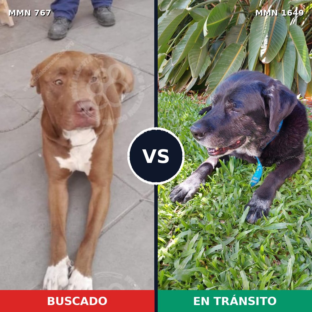 Comparativa MMS 34942: mascota perdida y mascota encontrada, 35% de similitud