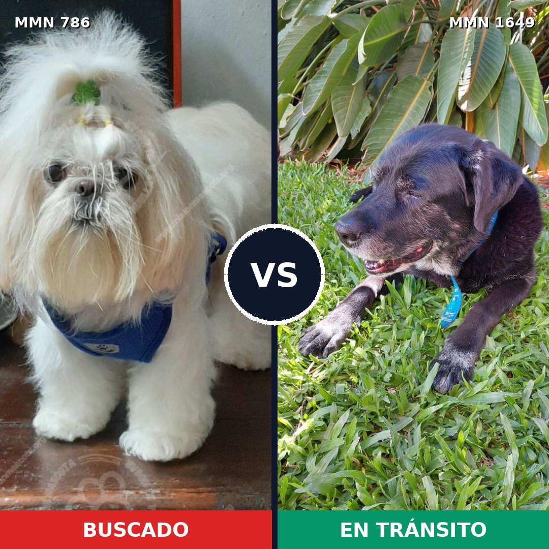Comparativa MMS 34945: mascota perdida y mascota encontrada, 25% de similitud