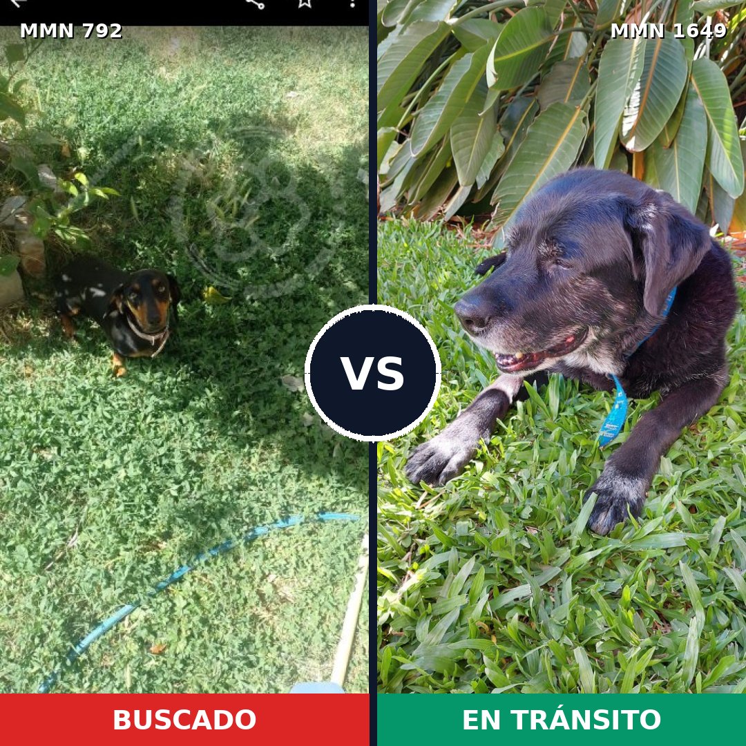 Comparativa MMS 34946: mascota perdida y mascota encontrada, 25% de similitud