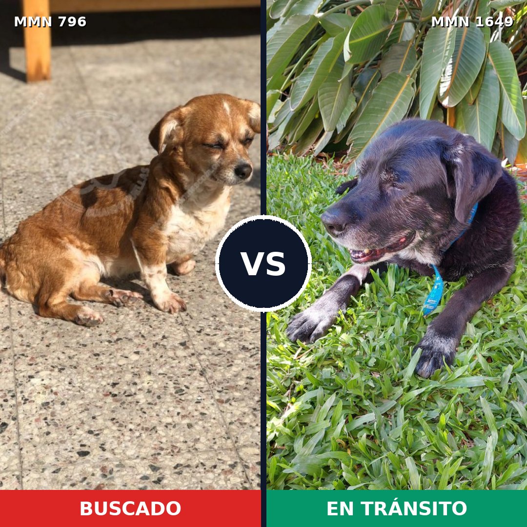 Comparativa MMS 34947: mascota perdida y mascota encontrada, 44% de similitud