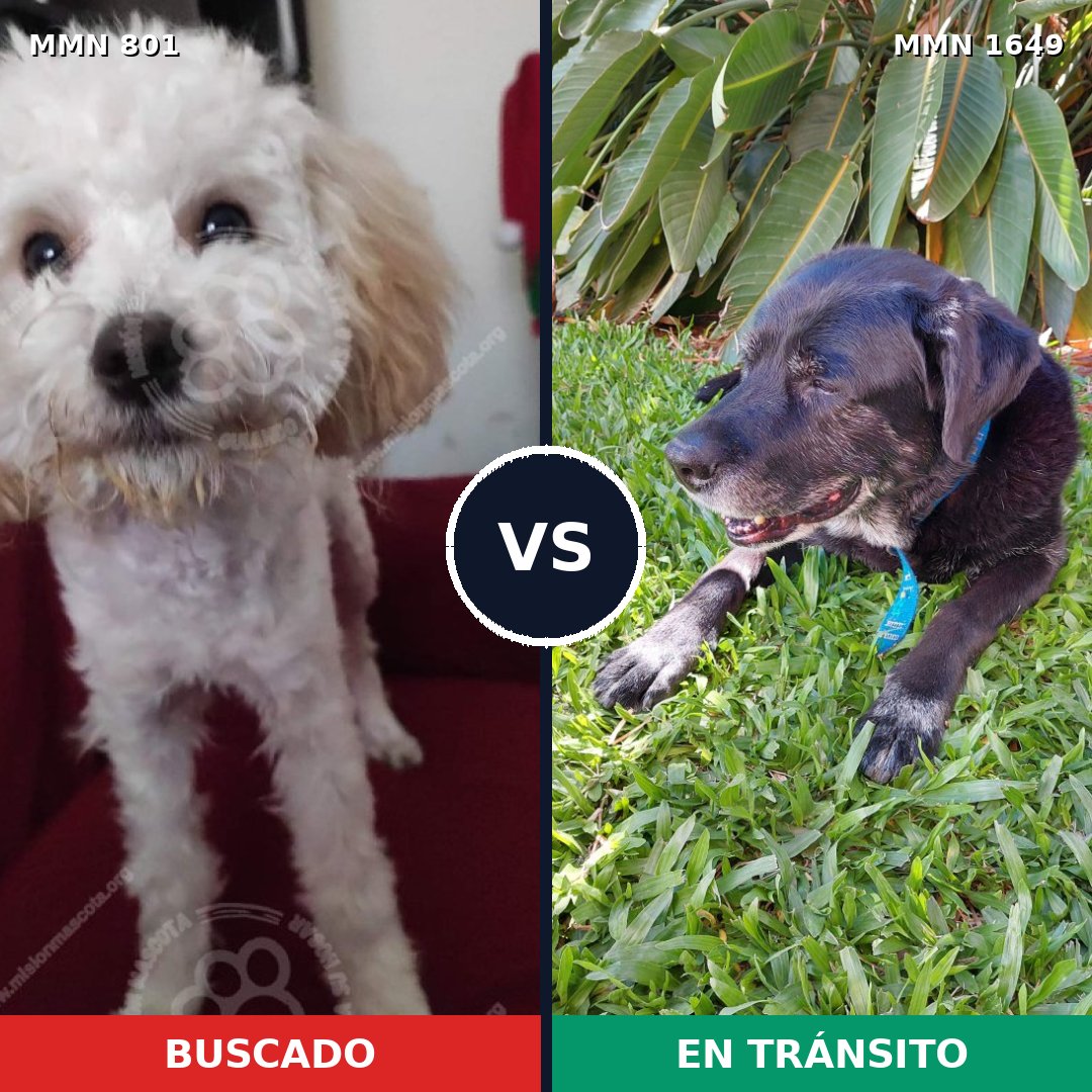 Comparativa MMS 34948: mascota perdida y mascota encontrada, 24% de similitud
