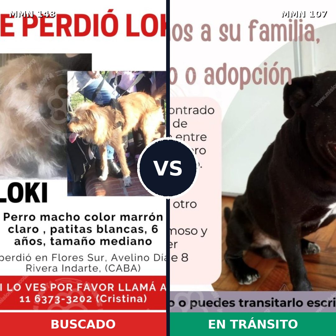 Comparativa MMS 3495: mascota perdida y mascota encontrada, 62% de similitud