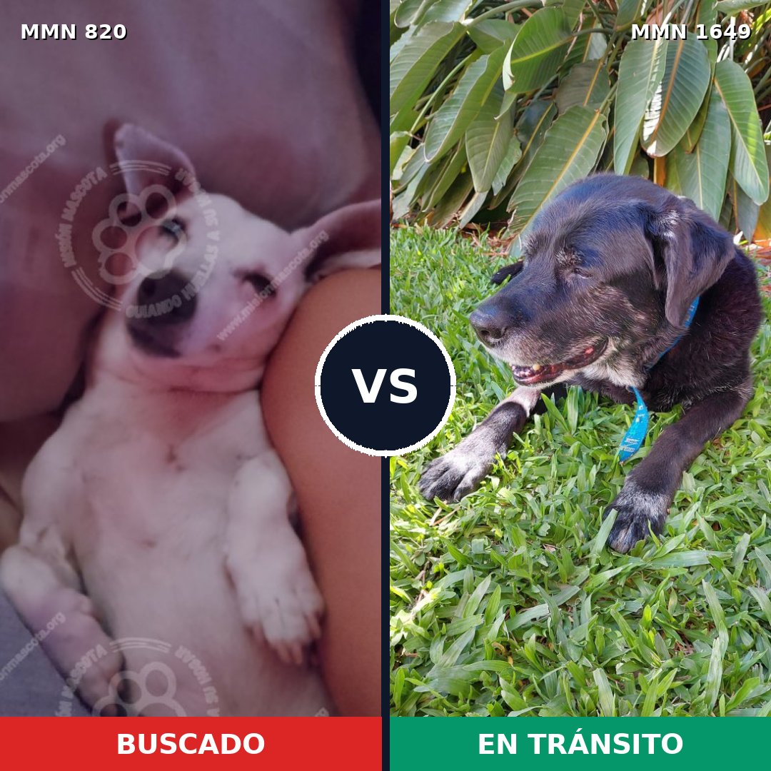 Comparativa MMS 34950: mascota perdida y mascota encontrada, 22% de similitud