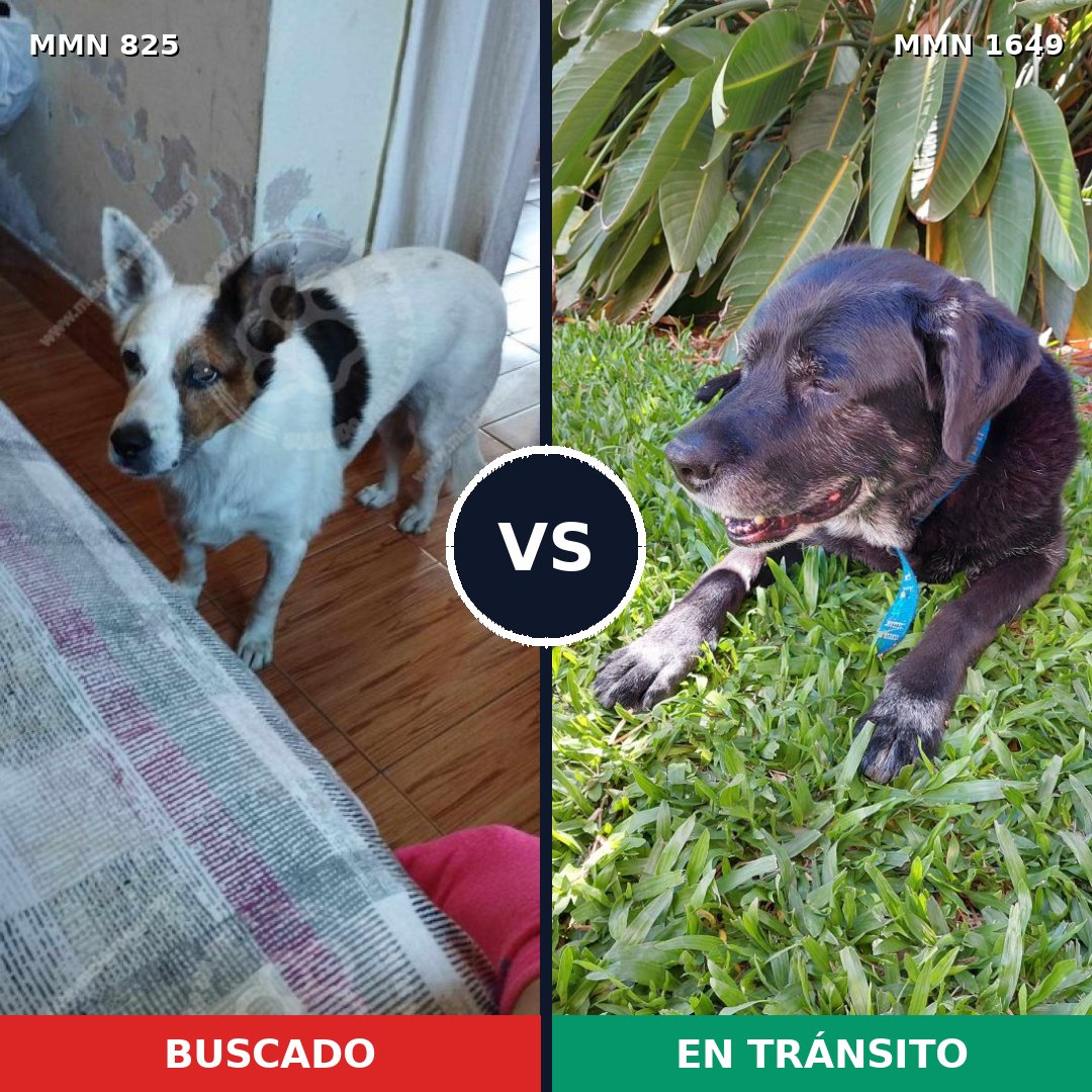 Comparativa MMS 34952: mascota perdida y mascota encontrada, 57% de similitud
