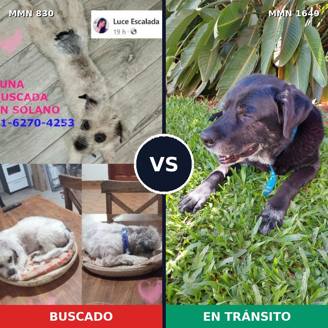 Comparativa MMS 34953: mascota perdida y mascota encontrada, 32% de similitud