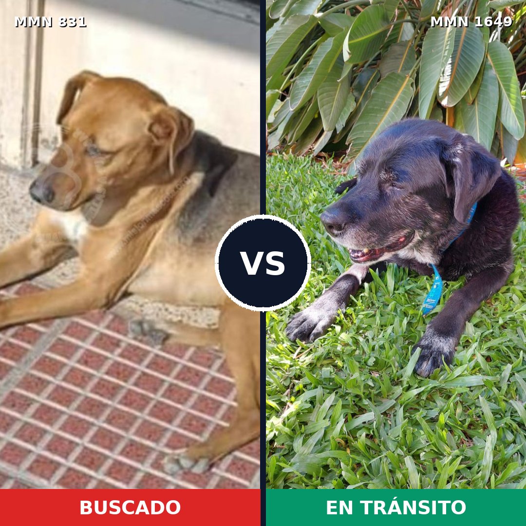 Comparativa MMS 34954: mascota perdida y mascota encontrada, 60% de similitud