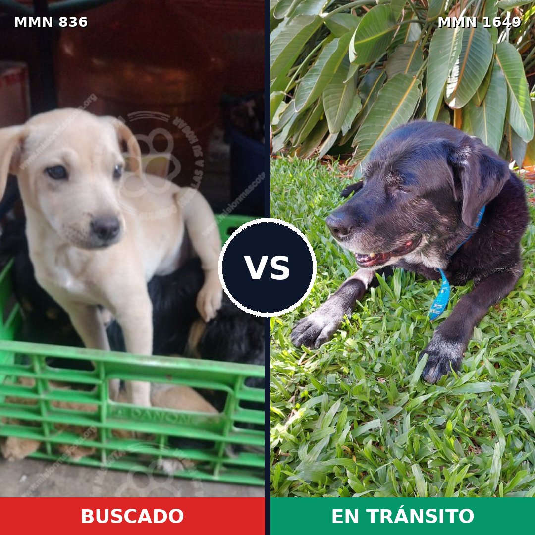 Comparativa MMS 34955: mascota perdida y mascota encontrada, 30% de similitud