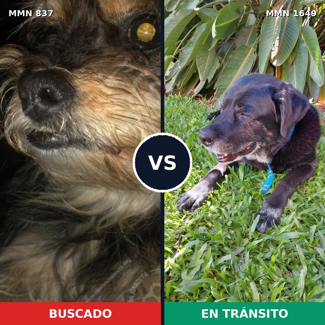 Comparativa MMS 34956: mascota perdida y mascota encontrada, 27% de similitud