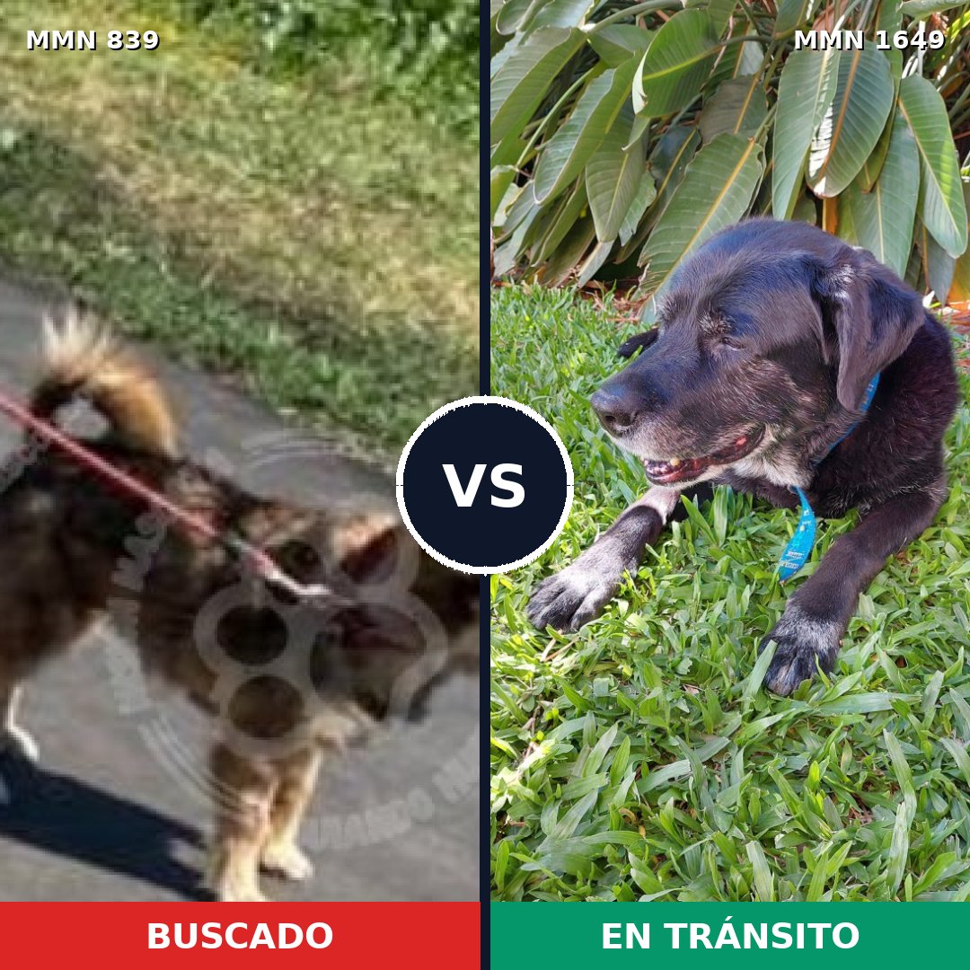Comparativa MMS 34957: mascota perdida y mascota encontrada, 50% de similitud