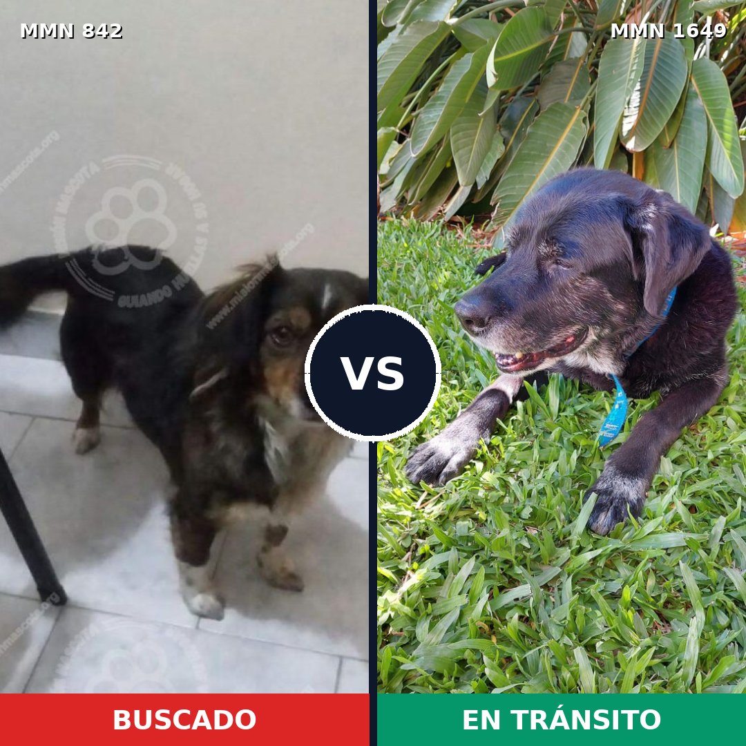 Comparativa MMS 34959: mascota perdida y mascota encontrada, 54% de similitud