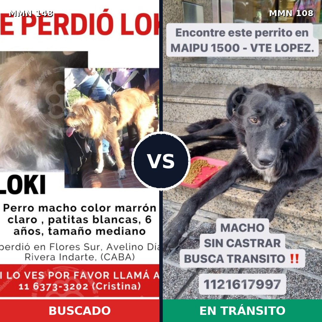 Comparativa MMS 3496: mascota perdida y mascota encontrada, 61% de similitud