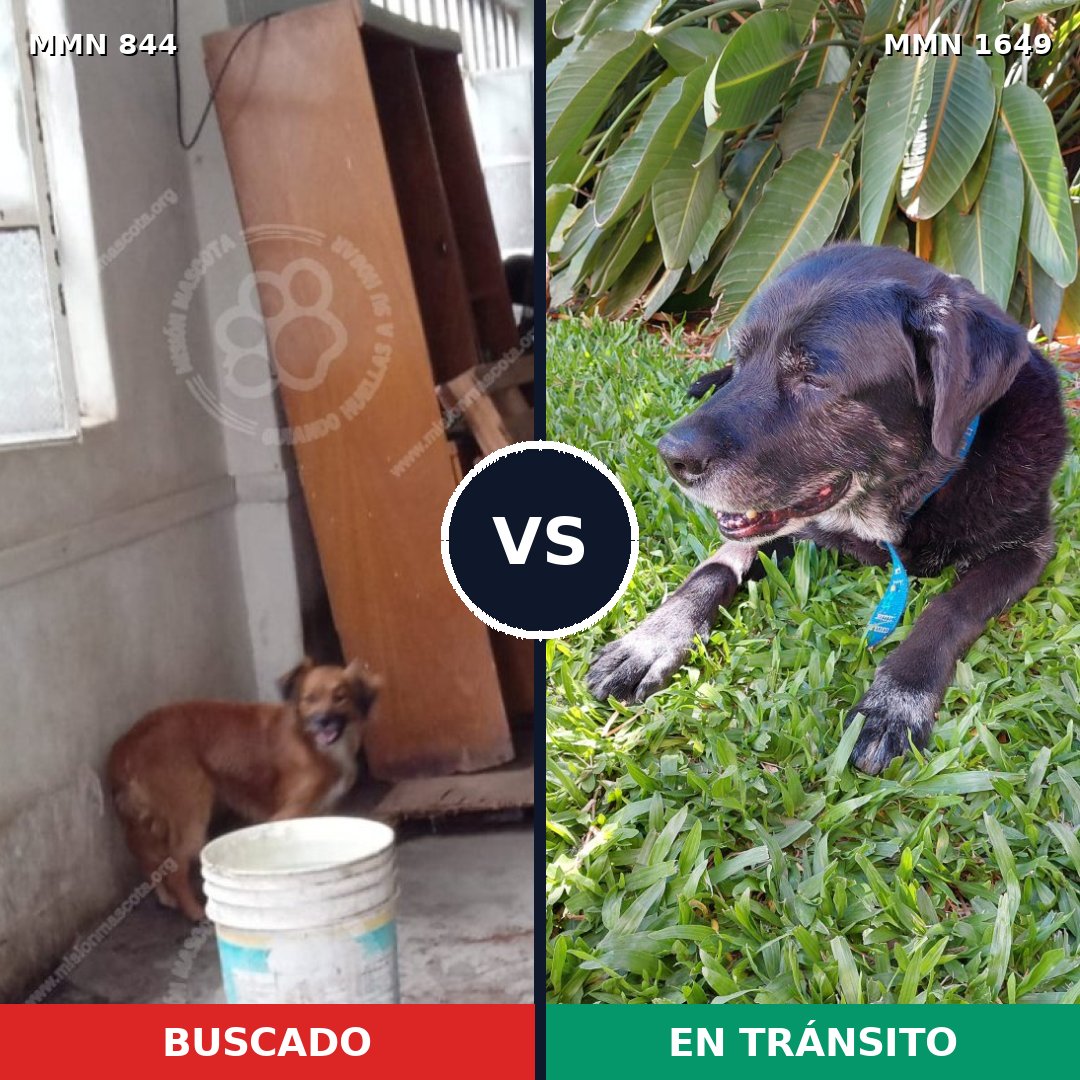 Comparativa MMS 34960: mascota perdida y mascota encontrada, 59% de similitud