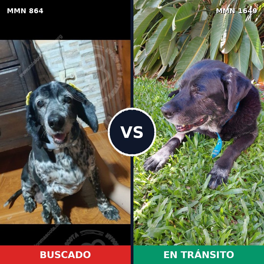 Comparativa MMS 34962: mascota perdida y mascota encontrada, 41% de similitud