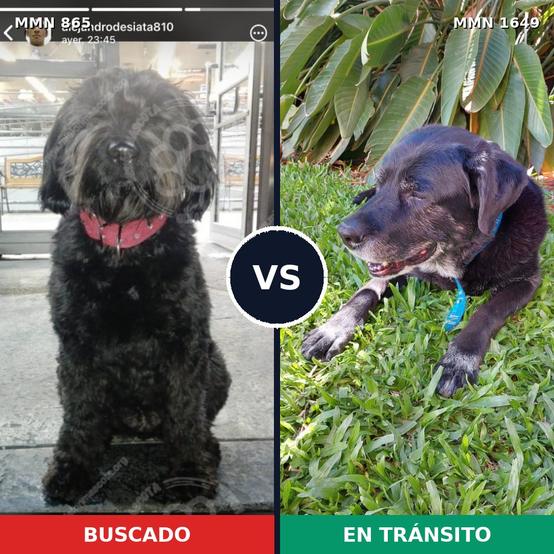Comparativa MMS 34963: mascota perdida y mascota encontrada, 41% de similitud