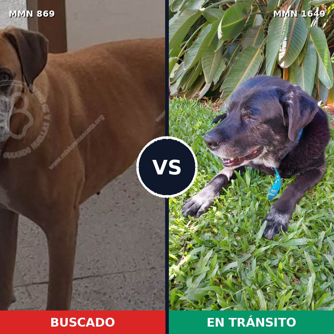 Comparativa MMS 34964: mascota perdida y mascota encontrada, 36% de similitud