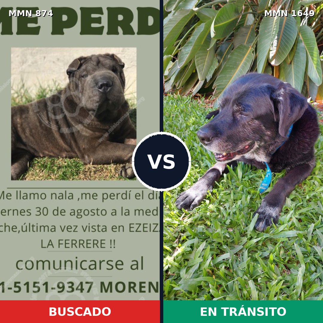 Comparativa MMS 34965: mascota perdida y mascota encontrada, 32% de similitud