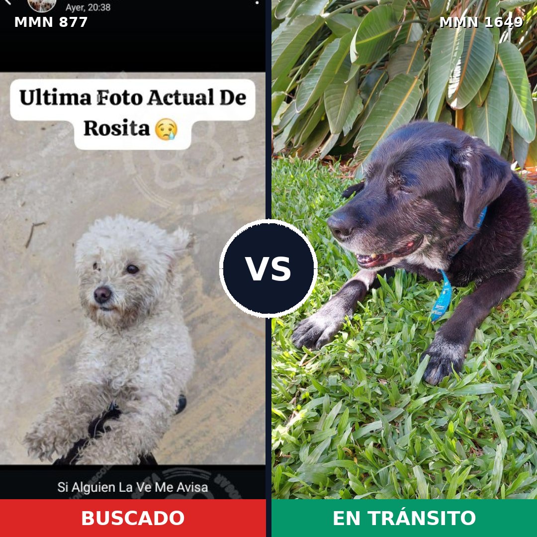 Comparativa MMS 34966: mascota perdida y mascota encontrada, 25% de similitud