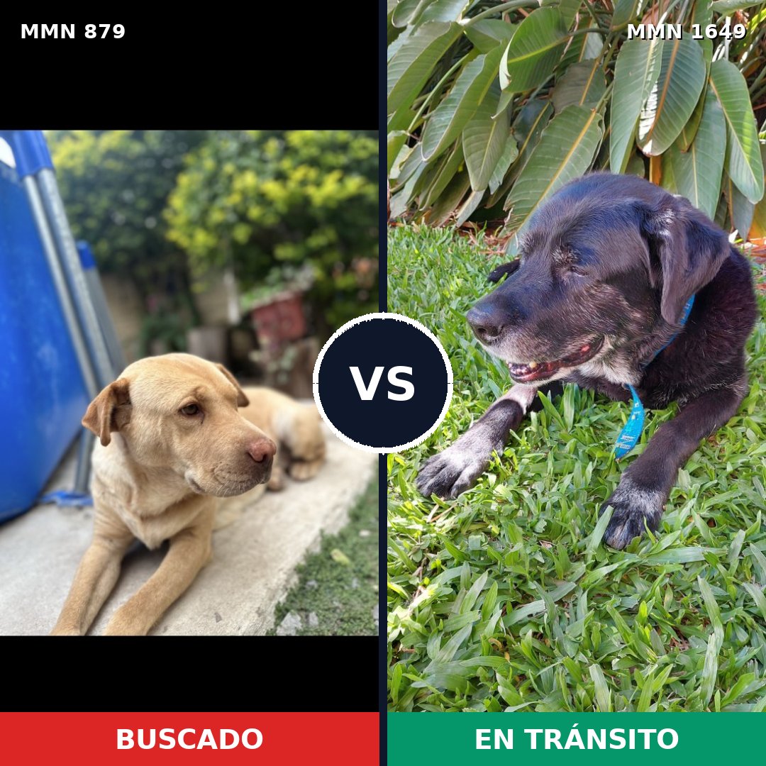 Comparativa MMS 34967: mascota perdida y mascota encontrada, 32% de similitud