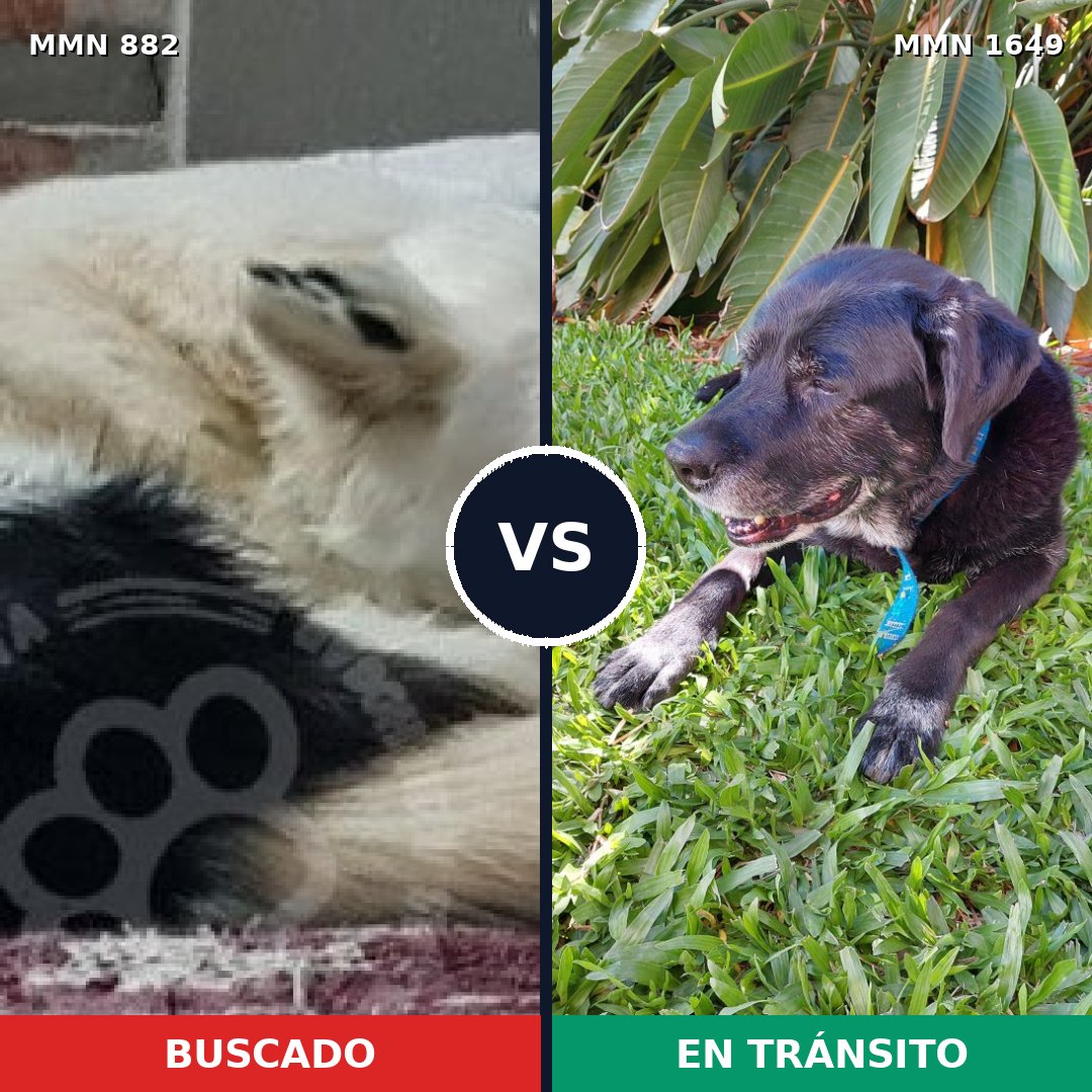 Comparativa MMS 34968: mascota perdida y mascota encontrada, 36% de similitud