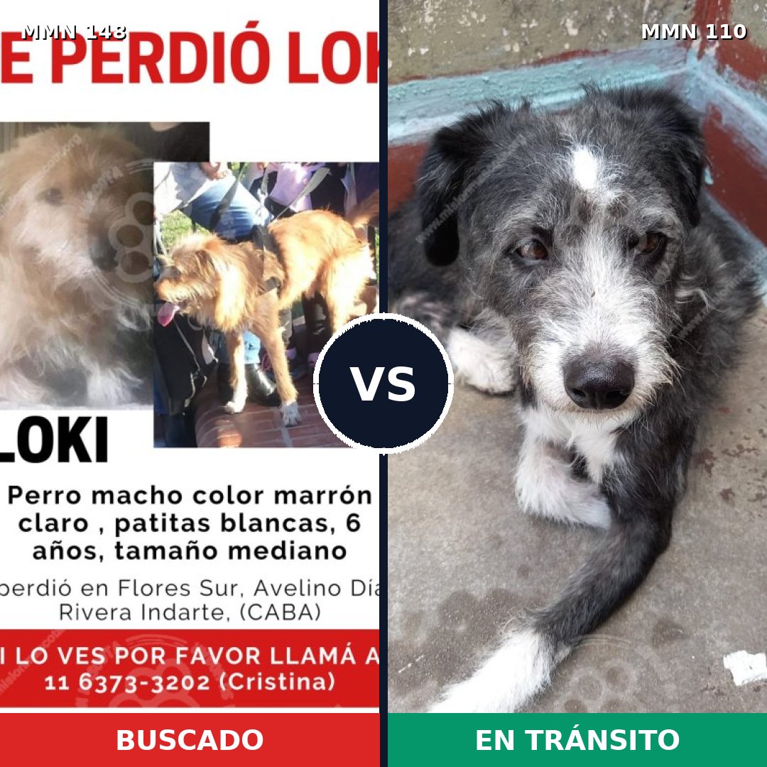 Comparativa MMS 3497: mascota perdida y mascota encontrada, 66% de similitud