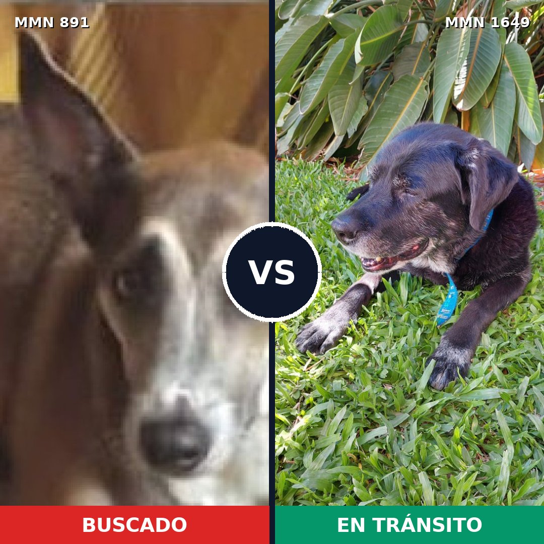 Comparativa MMS 34970: mascota perdida y mascota encontrada, 68% de similitud