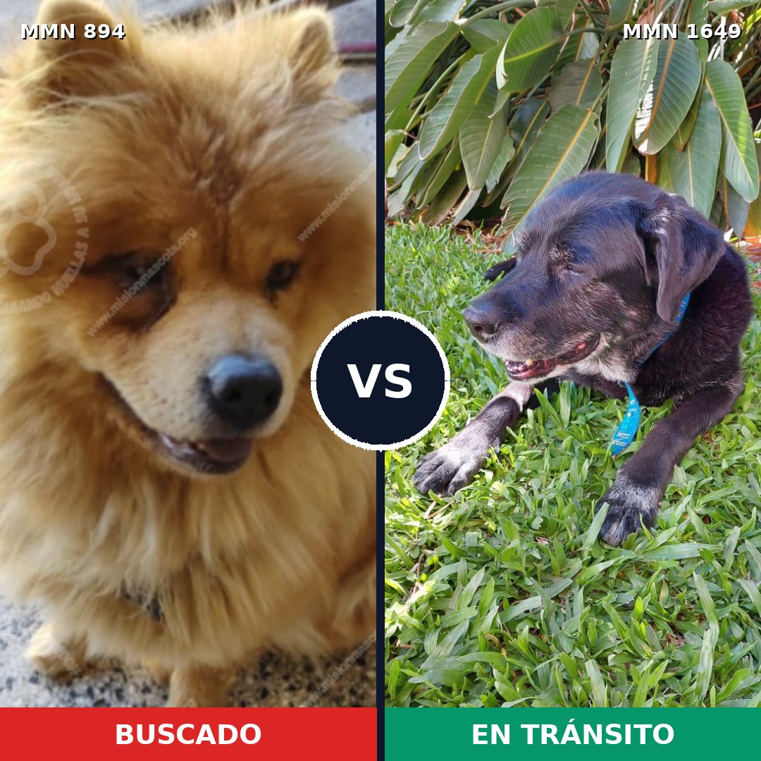 Comparativa MMS 34971: mascota perdida y mascota encontrada, 31% de similitud
