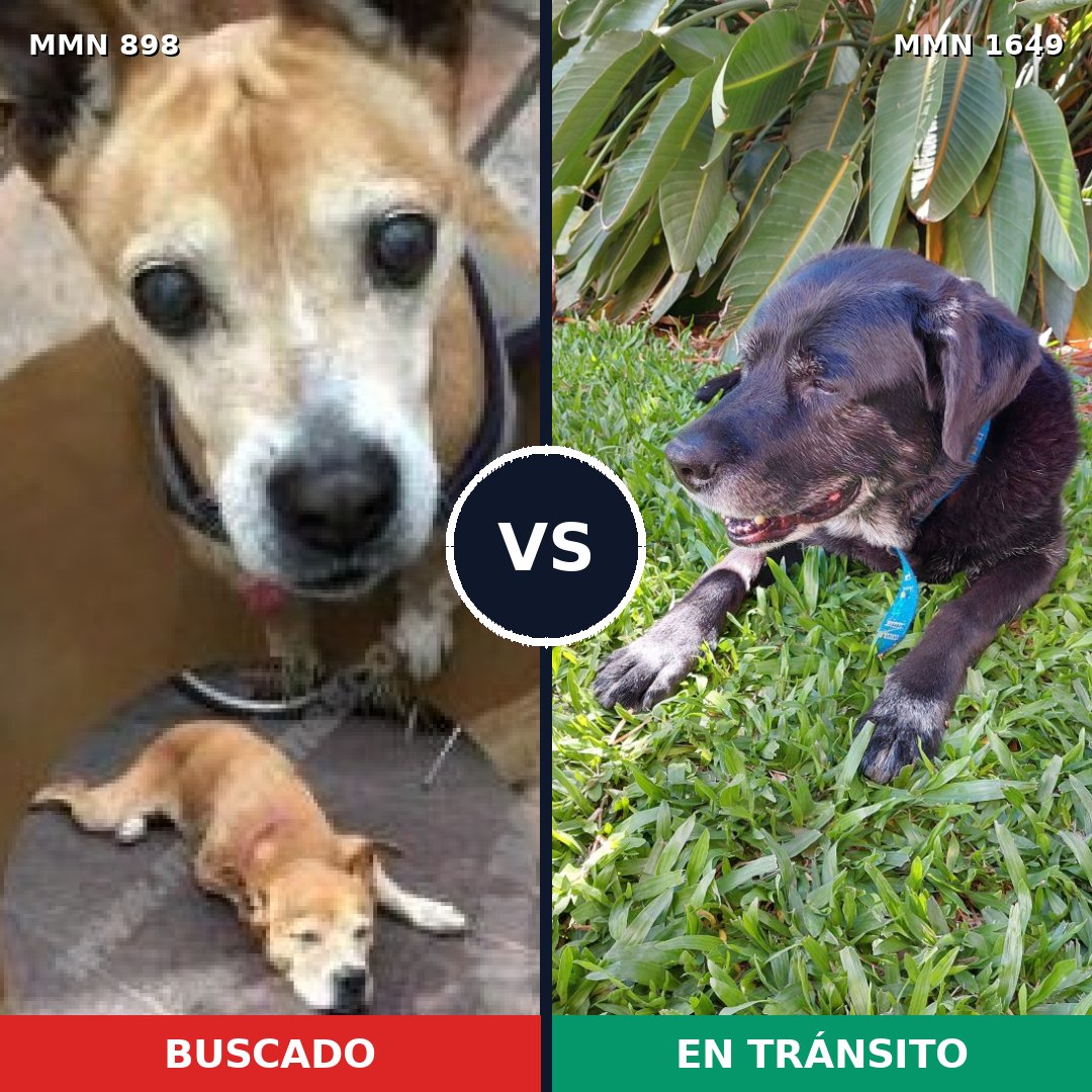 Comparativa MMS 34973: mascota perdida y mascota encontrada, 39% de similitud