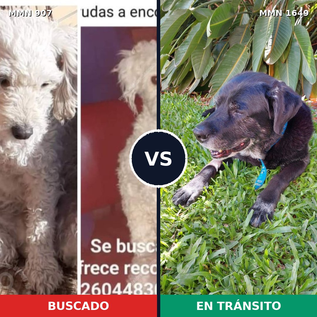 Comparativa MMS 34975: mascota perdida y mascota encontrada, 23% de similitud