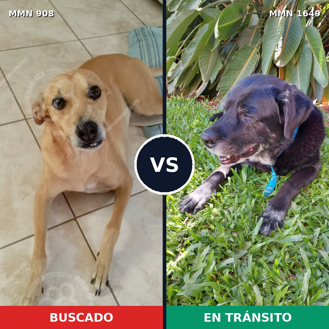 Comparativa MMS 34976: mascota perdida y mascota encontrada, 41% de similitud