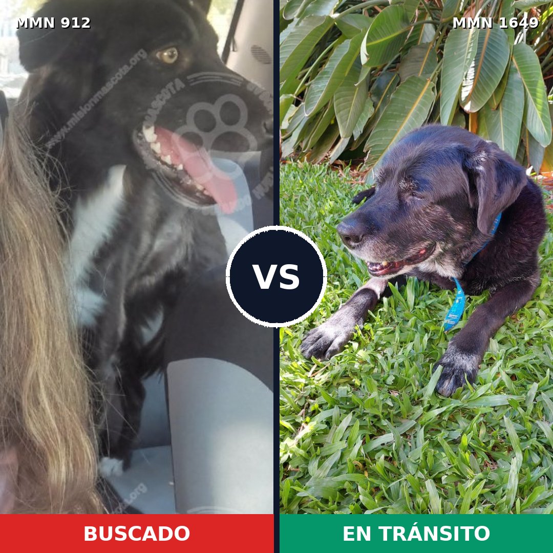 Comparativa MMS 34978: mascota perdida y mascota encontrada, 62% de similitud