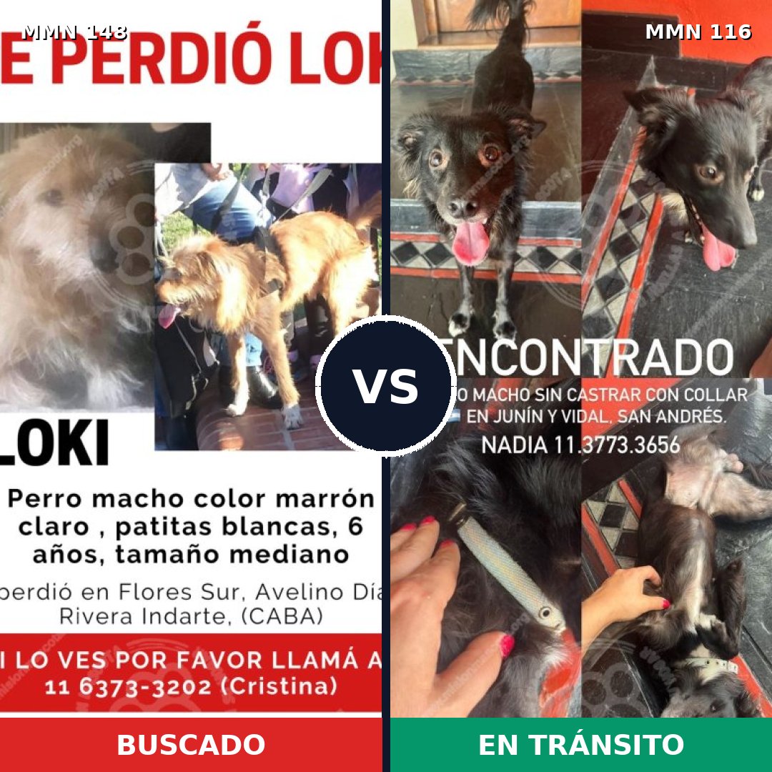 Comparativa MMS 3498: mascota perdida y mascota encontrada, 65% de similitud