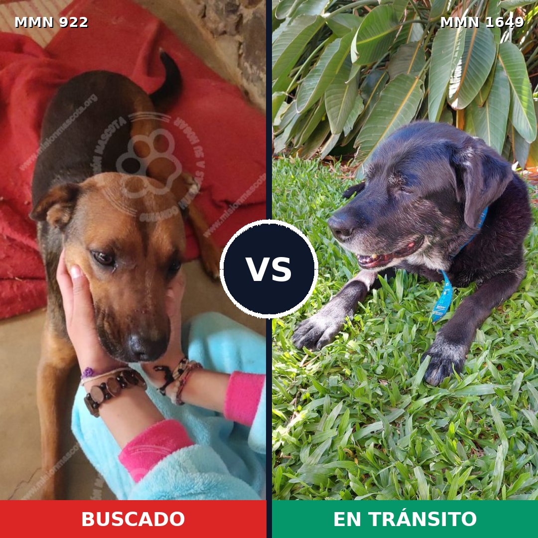 Comparativa MMS 34980: mascota perdida y mascota encontrada, 26% de similitud