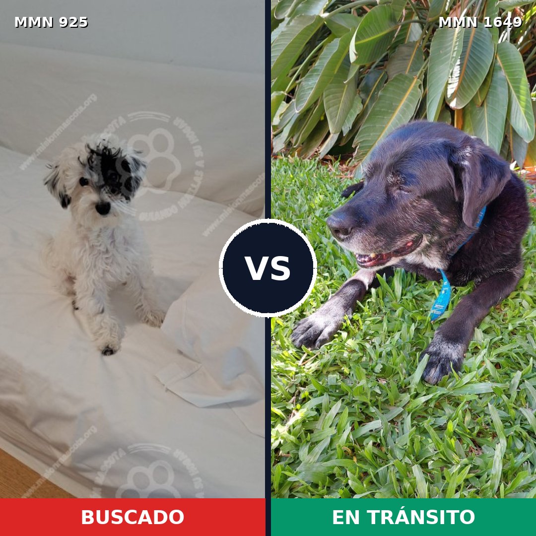 Comparativa MMS 34981: mascota perdida y mascota encontrada, 30% de similitud
