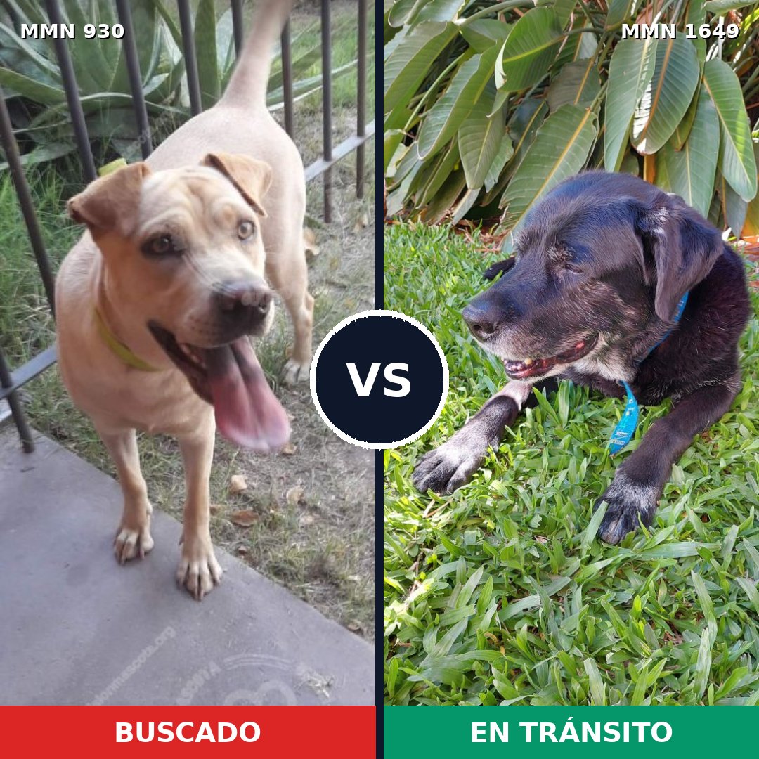 Comparativa MMS 34982: mascota perdida y mascota encontrada, 41% de similitud