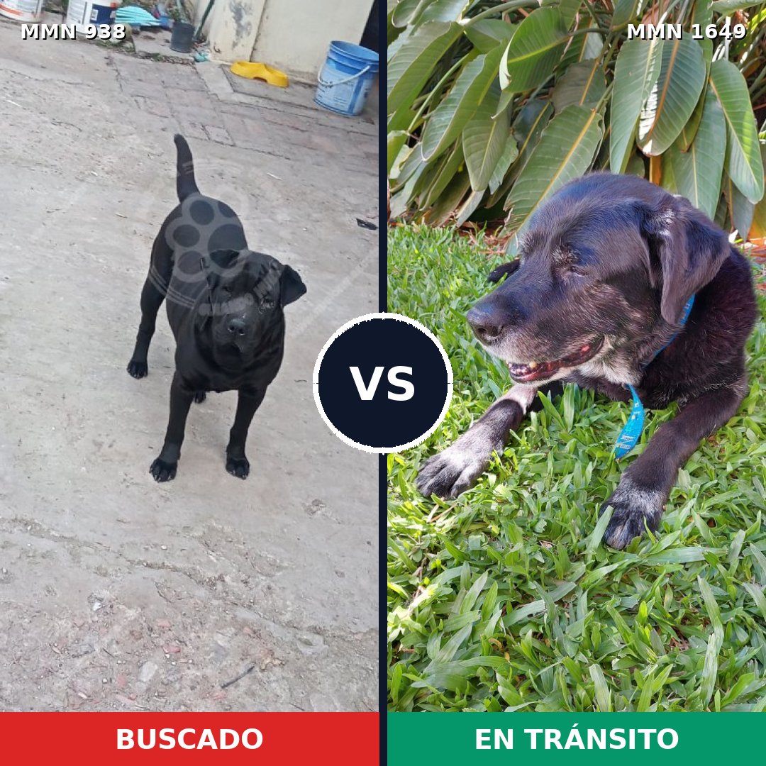 Comparativa MMS 34983: mascota perdida y mascota encontrada, 43% de similitud
