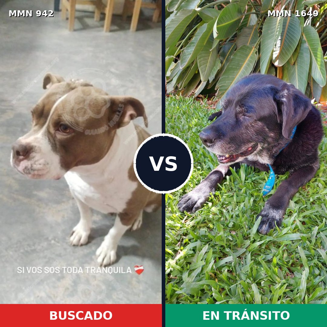 Comparativa MMS 34985: mascota perdida y mascota encontrada, 26% de similitud