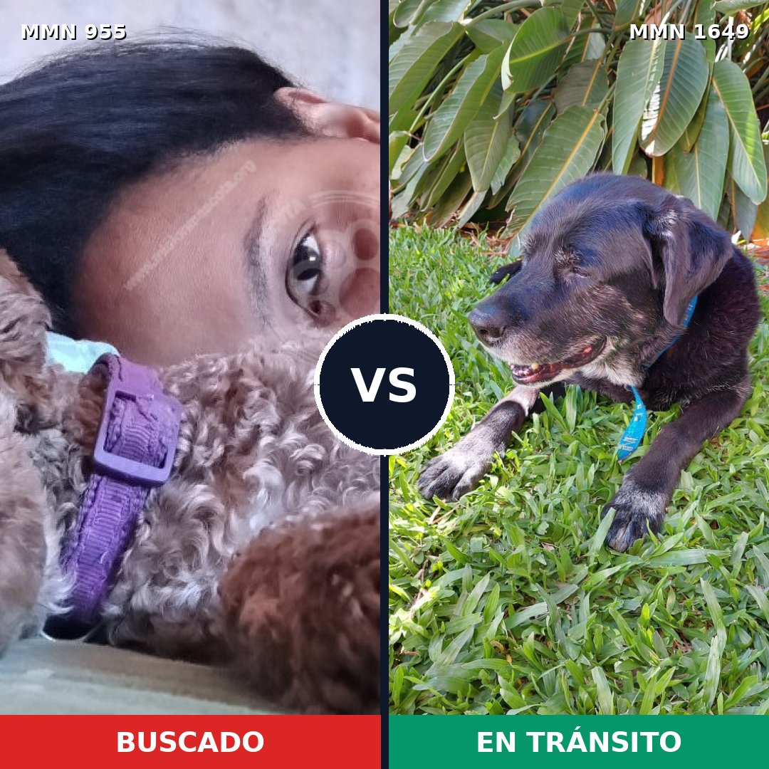 Comparativa MMS 34987: mascota perdida y mascota encontrada, 27% de similitud