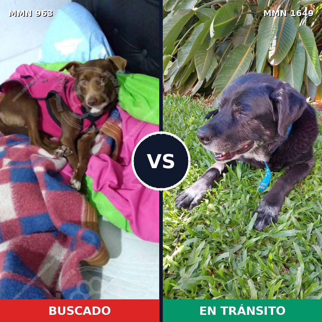 Comparativa MMS 34988: mascota perdida y mascota encontrada, 57% de similitud