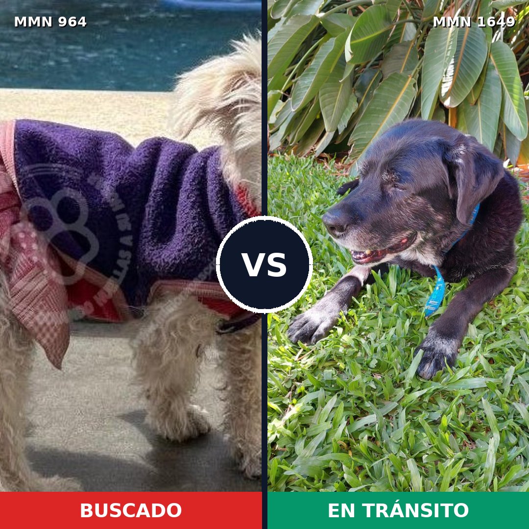 Comparativa MMS 34989: mascota perdida y mascota encontrada, 24% de similitud