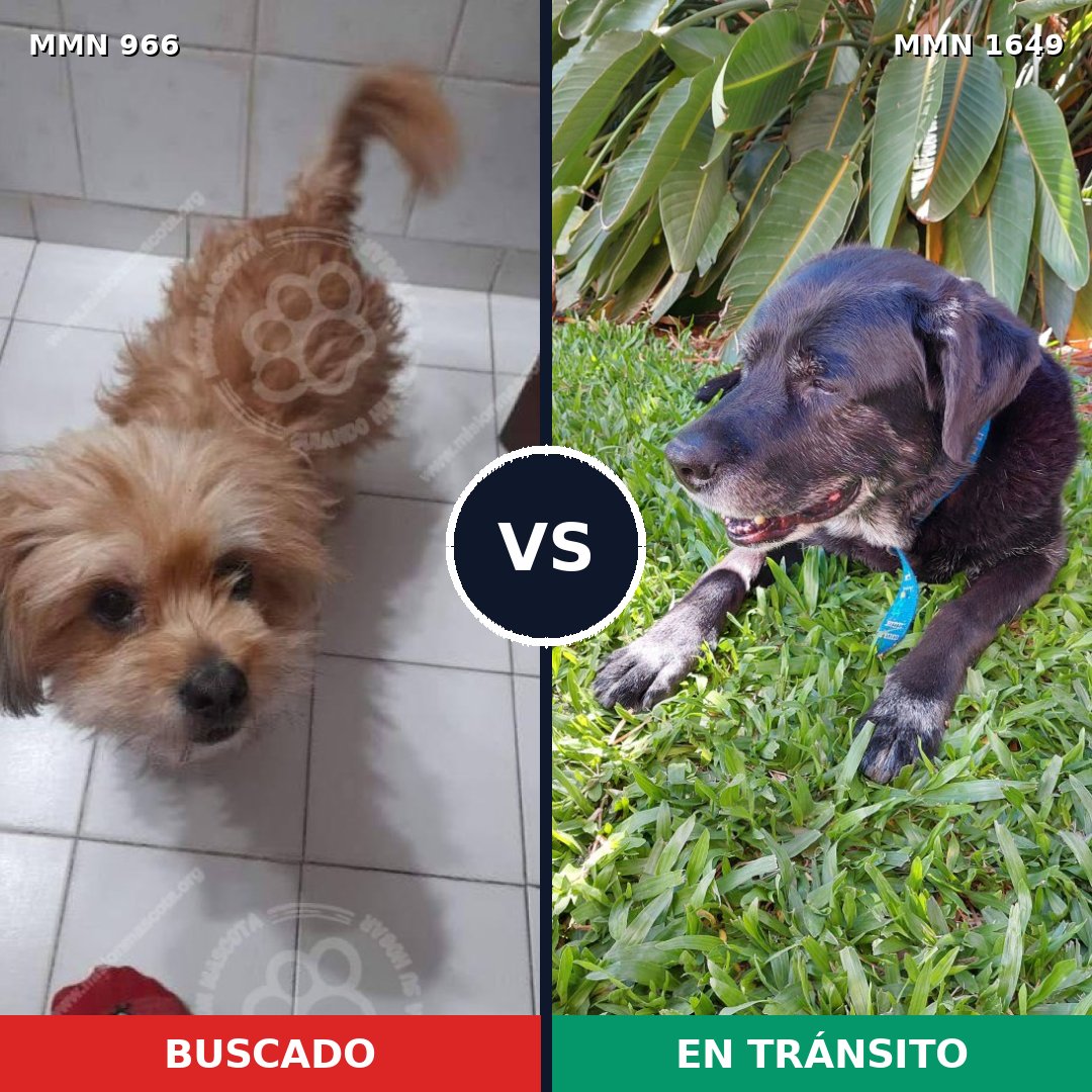 Comparativa MMS 34990: mascota perdida y mascota encontrada, 50% de similitud